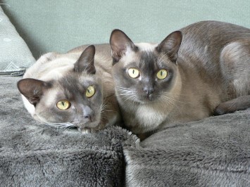 1400211830_twoburmesecats.jpg