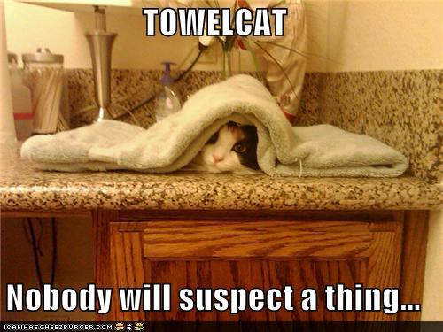 1400992447_funny-pictures-towelcat-nobody-will-suspect-a-thing.jpg