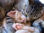 1401149420_snuggling_kittens.jpg