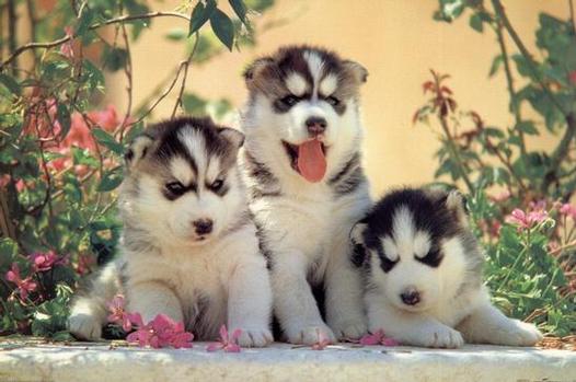 1401250178_husky-puppies2.jpg