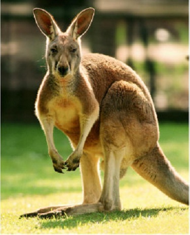 1401330138_kangaroo1.jpg