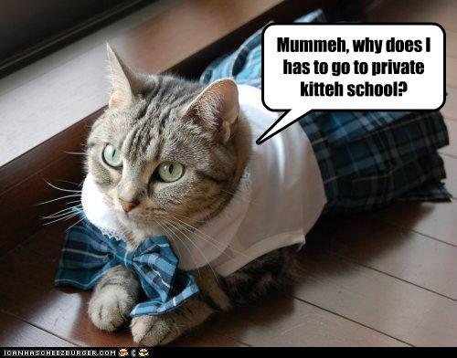 1401451697_funny-pictures-mummeh-why-does-i-has-to-go-to-private-kitteh-school.jpg