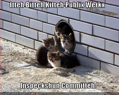 1401595387_funny-pictures-kittens-are-in-an-inspection-committee.jpg