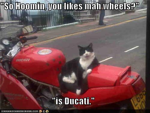 1401872571_funny-pictures-so-hoomin-you-likes-mah-wheels-is-ducati.jpg