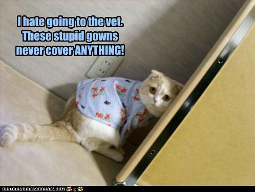 1402194873_funny-pictures-i-hate-going-to-the-vet-these-stupid-gowns-never-cover-anything.jpg