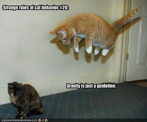 1402473467_funny_pictures-cat_defies_gravity.jpg