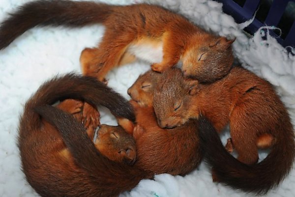 1403676272_red_squirrel_kittens.jpg