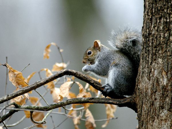 1405919802_gray-squirrel_555_600x450.jpg