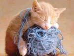 1408238192_kitten_and_yarn.jpg