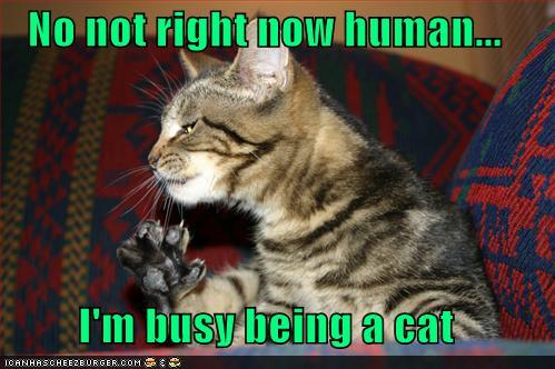 1408767978_funny-pictures-no-not-right-now-human-im-busy-being-a-cat.jpg