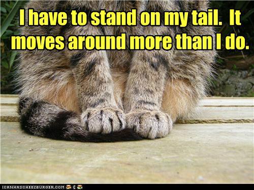 1408966223_funny-pictures-i-have-to-stand-on-my-tail-it-moves-around-more-than-i-do.jpg