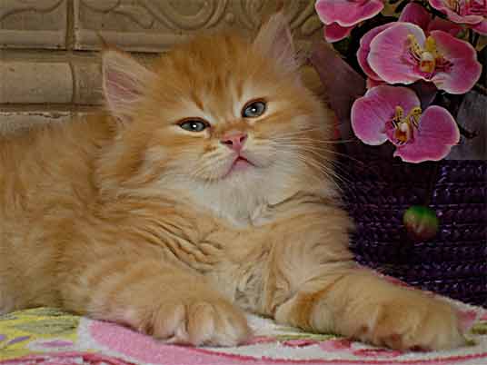 1409145055_persian-kittens-9.jpg