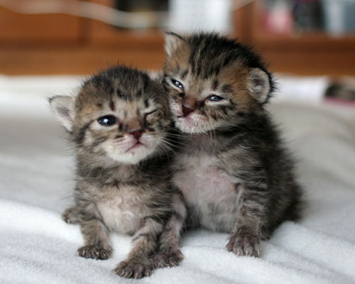 1409833644_tabby-kittens.jpg