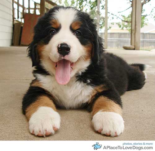 1410231880_bernese-mountain-dog-1.jpg