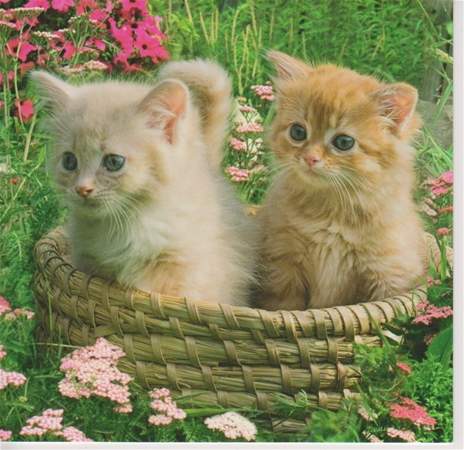 1410626282_2_kittens_in_basket_2.jpg