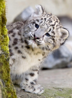 1411285061_1_snow_leopard.jpg