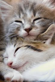 1411471008_2_cats_sleeping.jpg