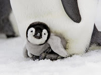 1411705133_baby_penguin.jpg