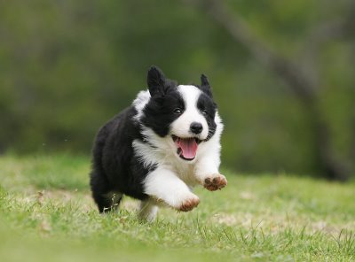 1414643271_bordercollie2.jpg