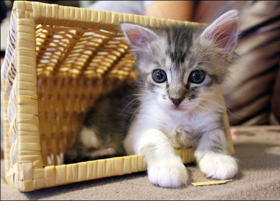 1415942258_l_kitten_in_basket.jpg