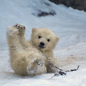 1416482305_baby_polar_bear_sliding.jpg