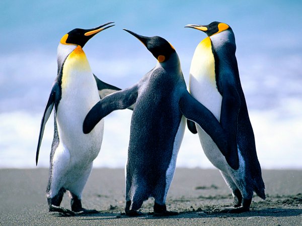 1416544434_penguins.jpg