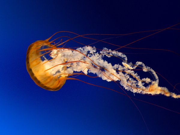 1416702469_jellyfish.jpg