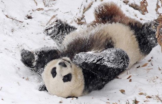 1416974525_panda-snow-rolls-550x354.jpg