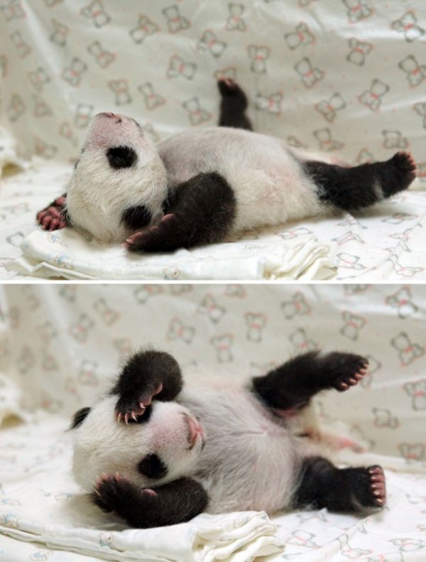 1416974699_baby-panda-pic.jpg