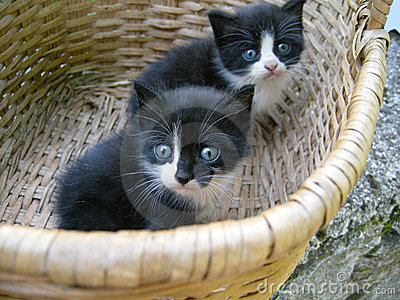 1417222325_2_kittens_in_basket.jpg