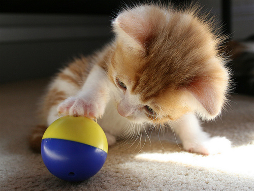 1417312921_baby-ball-cat-cute-favim_com-110258_large.jpg