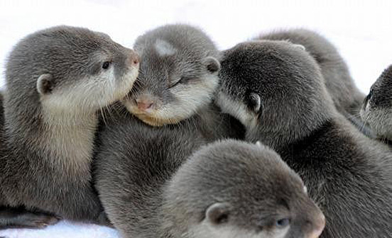 1418519475_baby_seals.jpg