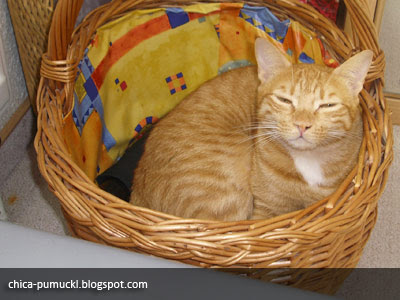 1418869176_cat-nap-in-basket-2.jpg