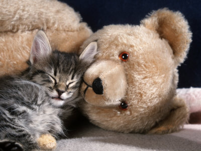 1418964167_wegner-petra-norwegian-forest-kitten-asleep-with-teddy-bear.jpg