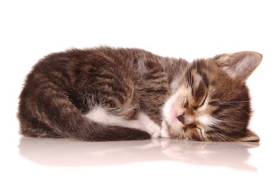 1419777195_sleeping_kitten.jpg