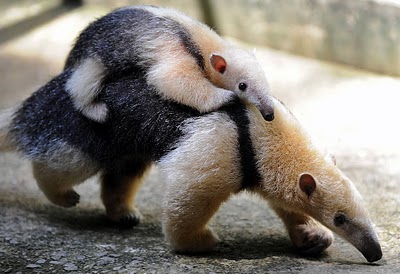 1420299478_baby-anteater-cute.jpg