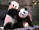 1421461560_two_pandas.jpg