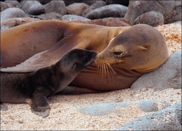 1422793150_2_sea_lions.jpg