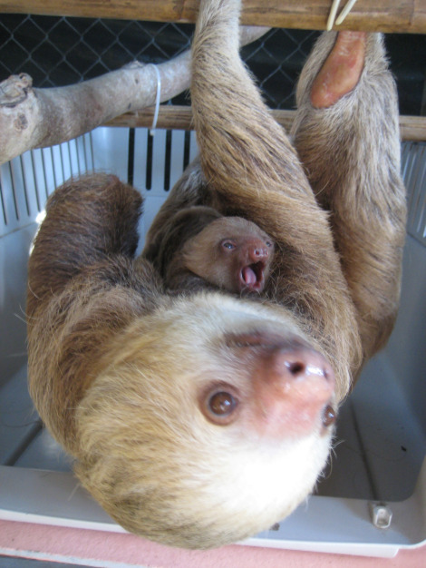 1426646049_2_sloths.png