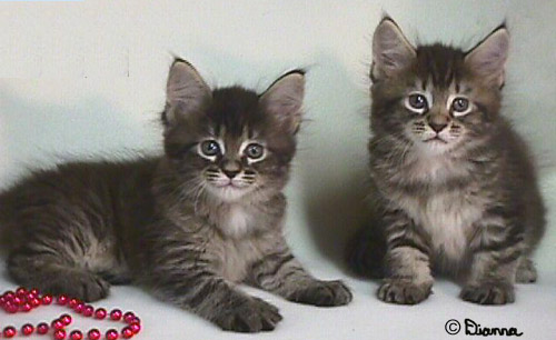 1426997655_two_kittens.jpg