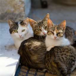 1427063059_three_tabby_kittens.jpg