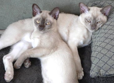 1427171960_burmese_kittens.jpg