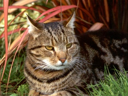 1427591527_cat_breeds-tabby.jpg