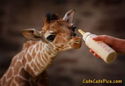 1429416637_cute-baby-giraffe.jpg