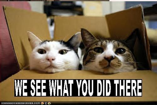 1429487634_funny-pictures-cats-see-what-you-did.jpg