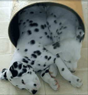 1429766806_dalmations_taking_nap.gif