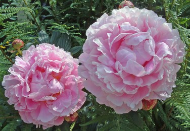 Peony.jpg