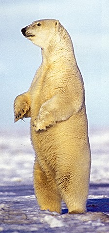 Polar3.jpg