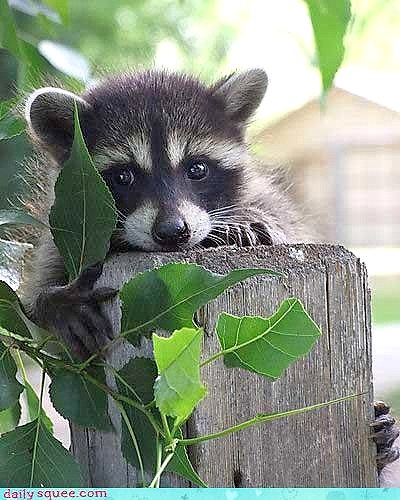 baby_raccoon.jpg