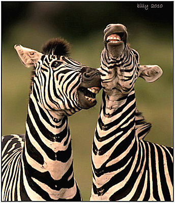 1356583067_zebra_best._joke._ever..jpg